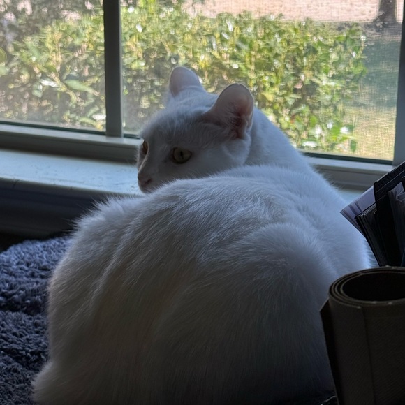 Meet your Posher, Isabella - Picture 1 of 1